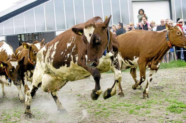 Coops Kosläpp JanPers lantbruk